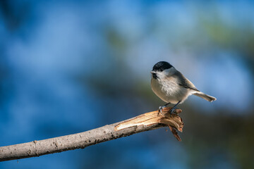 Marsh Tit, Poecile montanus, single bird on branch, blue background