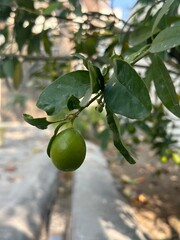 A Glistening Lemon Glows Among Verdant Foliage. green lemon on a plant