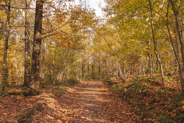 Colourful autumn forest in the Brabantse Wouden National Park. Colour during October and November in the Belgian countryside. The diversity of breathtaking nature