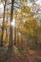 Obraz premium Colourful autumn forest in the Brabantse Wouden National Park. Colour during October and November in the Belgian countryside. The diversity of breathtaking nature