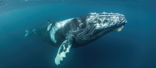 Brazil's South Atlantic Ocean is home to the Eubalaena australis, a large saltwater marine animal known as the right whale. - obrazy, fototapety, plakaty