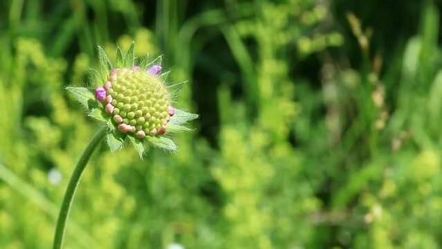 Field scabious bud, macro, shallow depth of field