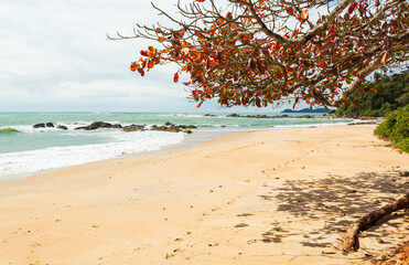beach with trees Saudade beach Penha Santa Catarina Brazil