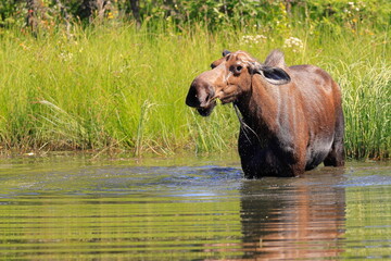 Alaska moose, Alces alces gigas, Tanana River, Alaska, USA,