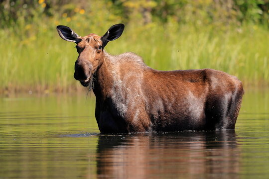 Alaska moose, Alces alces gigas, Tanana River, Alaska, USA,