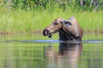 Alaska moose, Alces alces gigas, Tanana River, Alaska, USA,