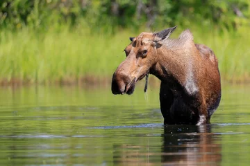 Fototapete Elchbulle Alaska moose, Alces alces gigas, Tanana River, Alaska, USA,