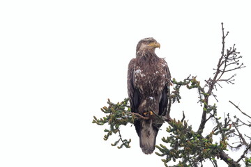 Bald eagle, Haliaeetus leucocephalus,  Salmon Creek, Kenai, Alaska, USA,