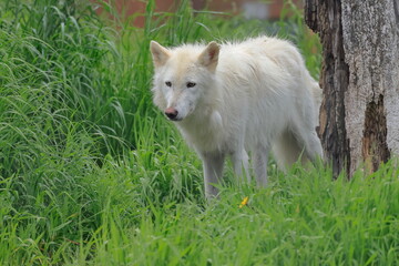Arctic wolf, Canis lupus arctos, Kenai, Alaska, USA,