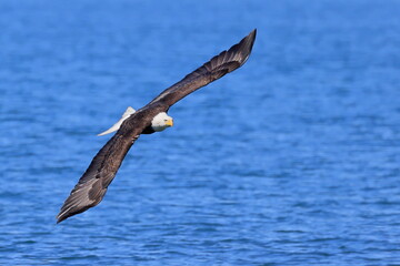 Bald eagle, Haliaeetus leucocephalus, Anchor River, Kenai, Alaska, USA,