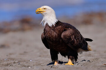 Bald eagle, Haliaeetus leucocephalus, Anchor River, Kenai, Alaska, USA,
