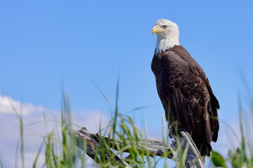 Bald eagle, Haliaeetus leucocephalus, Anchor River, Kenai, Alaska, USA,