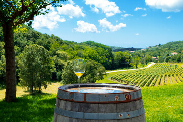 Glass with white wine on the rustic wooden barrel. Istrian vineyard in background. Croatia.