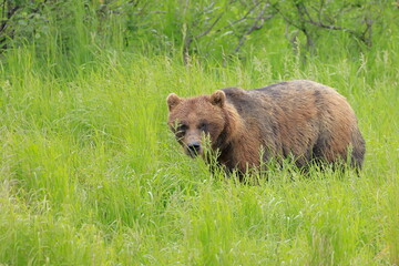 Grizzly bear, Ursus arctos horribilis, Kenai, Alaska, USA,