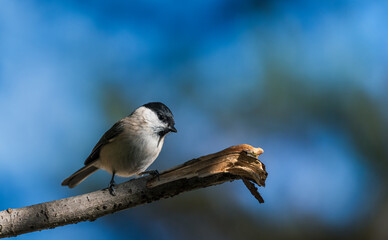 Marsh Tit, Poecile montanus, single bird on branch, blue background