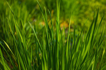 Closeup of lush uncut Green Grass in soft morning light background. Fresh green grass background.