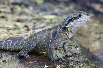 Close up of an Australian Eastern Water Dragon