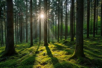 Wald Panorama mit Sonnenstrahlen