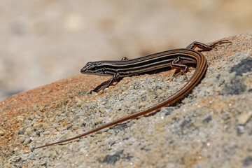 Australian Copper-tailed Skink basking on sandstone rock