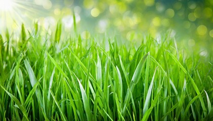 Obraz premium fresh green grass against a background