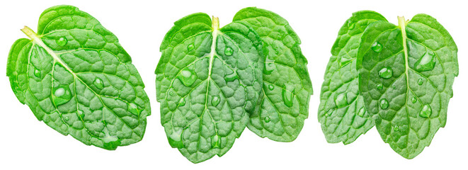 Set of green fresh peppermint leaves with water drops isolated on white background. Full depth of field. File contains clipping paths..