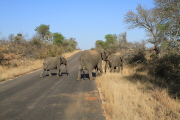 Elephants in the savannah crossing a road. South Africa. Kruger National Parl. Nature. Several elephants crossing a road. Safari.