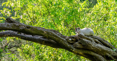 Fototapeta premium A cute white cat lies on a branch of an tree in the Mon Repos estate garden on Greek Island of Corfu. 