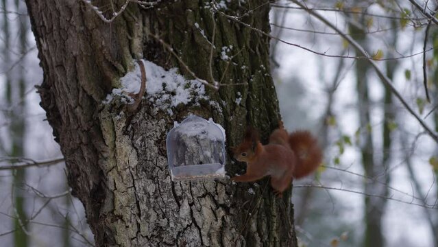 A squirrel on a tree takes food from a feeder