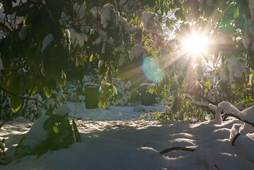 Light shines through a bush low above the ground and illuminates the snow in winter