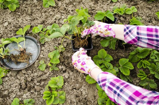 Young plants of strawberries are planted in the soil next to gardening tools. Women's hands in gloves hold seedlings of strawberries. The concept of spring work in the garden. Close-up.