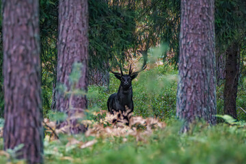 Black fallow deer in the autumn forest