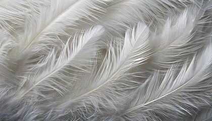 background with white soft feather texture concept suitable for sleep and health