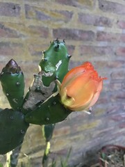 vistosa flor anaranjada de un cactus