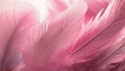 beautiful abstract light pink feathers on white background white feather frame on pink texture pattern and pink background love theme wallpaper and valentines day white gradient - obrazy, fototapety, plakaty