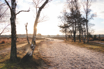 Walk through the wild pastures of Grenspark Kalmthoutse Heide near Antwerp in northwest Belgium. Morning sun © Fauren