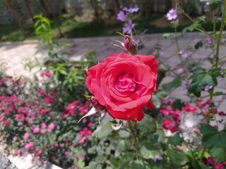 pink roses in a garden