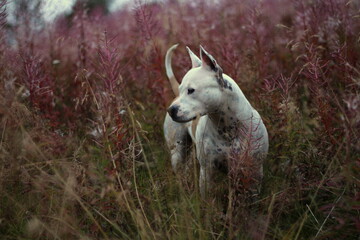 Fototapeta premium Hund