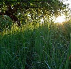 Fototapeta premium Wiese Baum