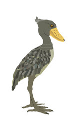 Shoebill stork vector illustration isolated on white background. Balaeniceps rex, Whalehead stork. Big bird.