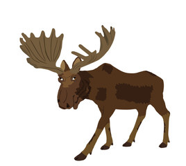 Moose vector illustration isolated on white background. Elk buck. Powerful deer with huge antlers symbol.