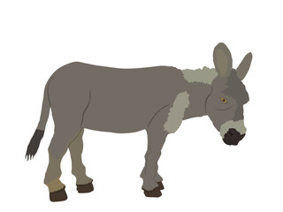 Donkey vector illustration isolated on white background. Domestic animal symbol. 