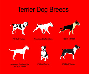 Fighters terrier dog breeds collection vector poster illustration isolated on background. Pit bull terrier. American Staffordshire terrier. Pit bull. Stafford dog. Guardian police and military breeds.