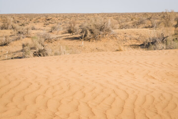 Hot summer Kyzylkum desert in Uzbekistan on a sunny day, a lot of sand in the wild