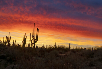 Vibrant Arizona Desert Sunrise Skies & landscape With Saguaro Cactus 