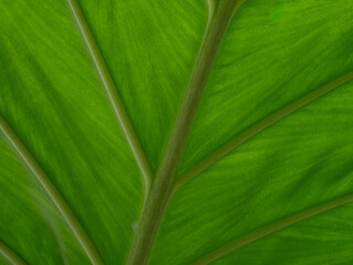 Background of green leaf close up .