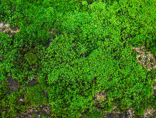 Close-up of fresh green moss growing on a stone surface, selective focus from above