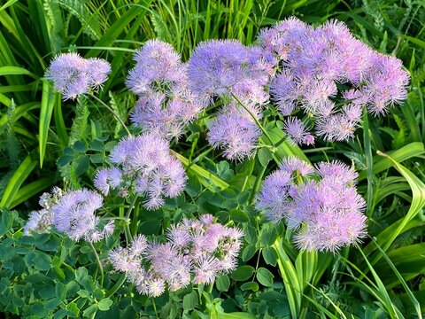 Purple pink flowers meadow rue thalictrum aquilegiifolium flowering plant
