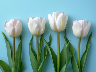 Delicate Tulip Flowers on Neutral Blue Background AI Generated