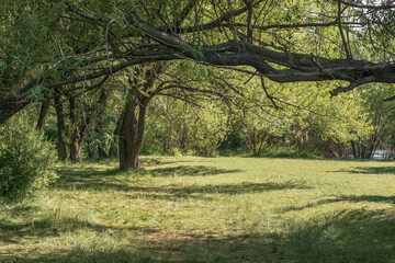 trees in the park