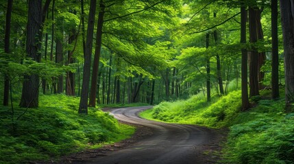 Fototapeta premium a dirt road in the middle of a forest with lots of trees on both sides of the road and a lush green forest on the other side of the road.